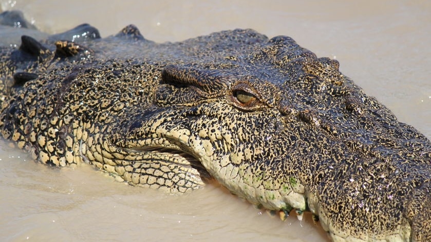 A large saltwater crocodile showing its head in muddy water