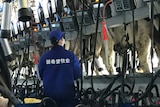 Chinese working looking at screens in high tech dairy