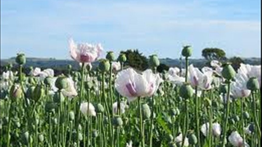 Poppy crop in Tasmania