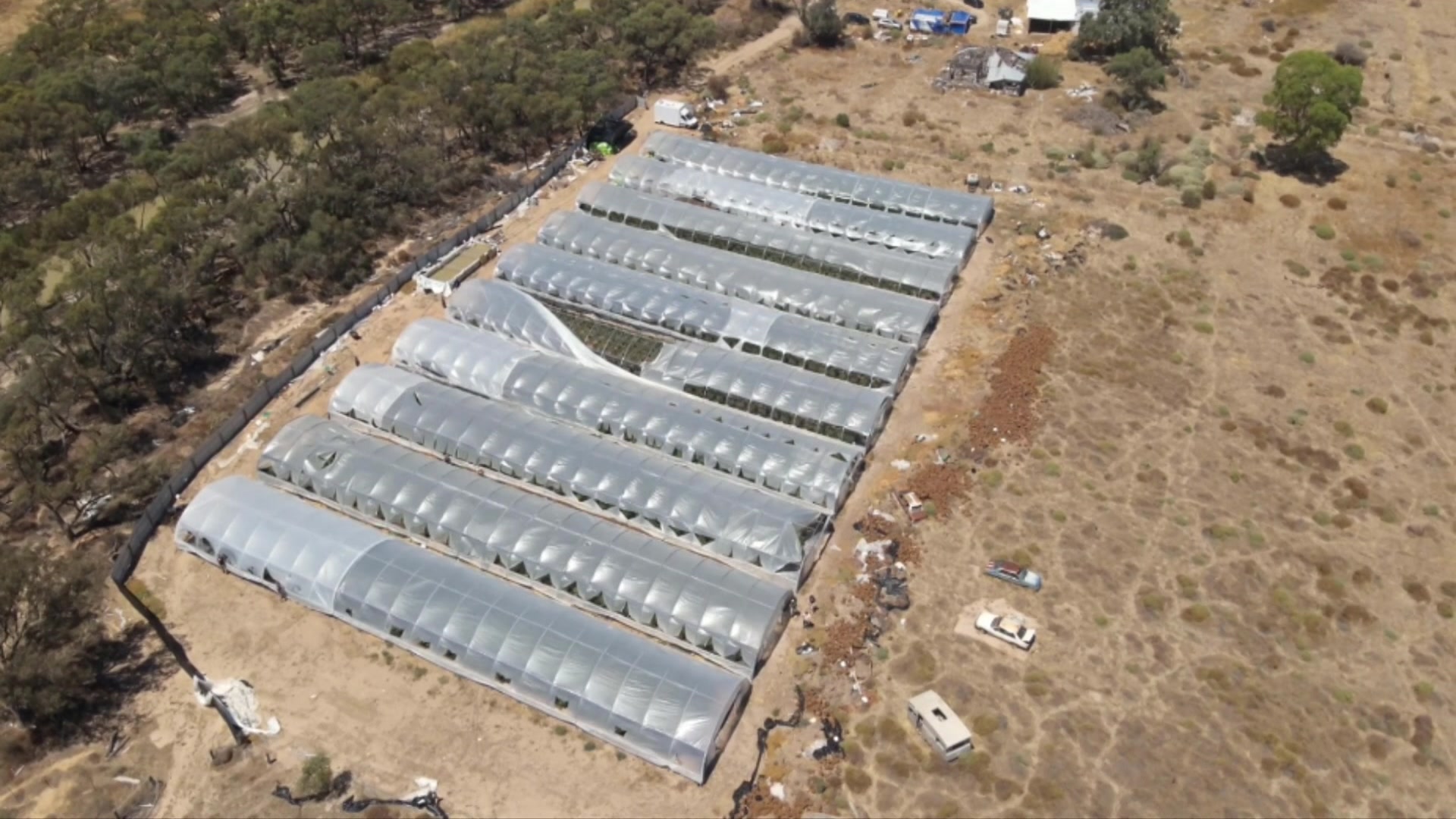 Police raid uncovers $10 million cannabis crop in Victoria