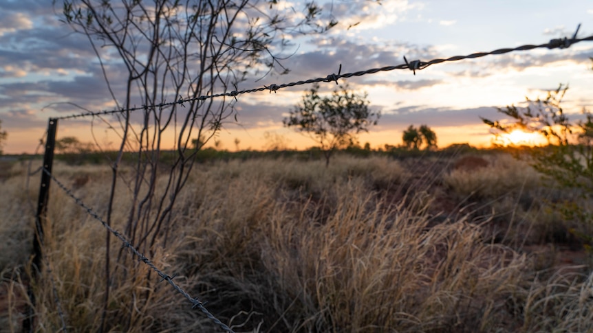 Singleton sunset gen shot