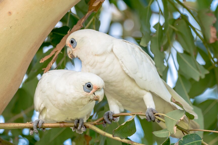 Two little corellas perched in a tree. 