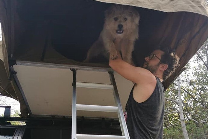 dog in rooftop tent