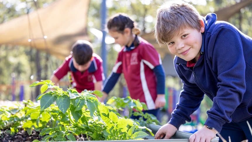 A primary school boy wearing a blue jumper leans forward over some herbs in a garden.
