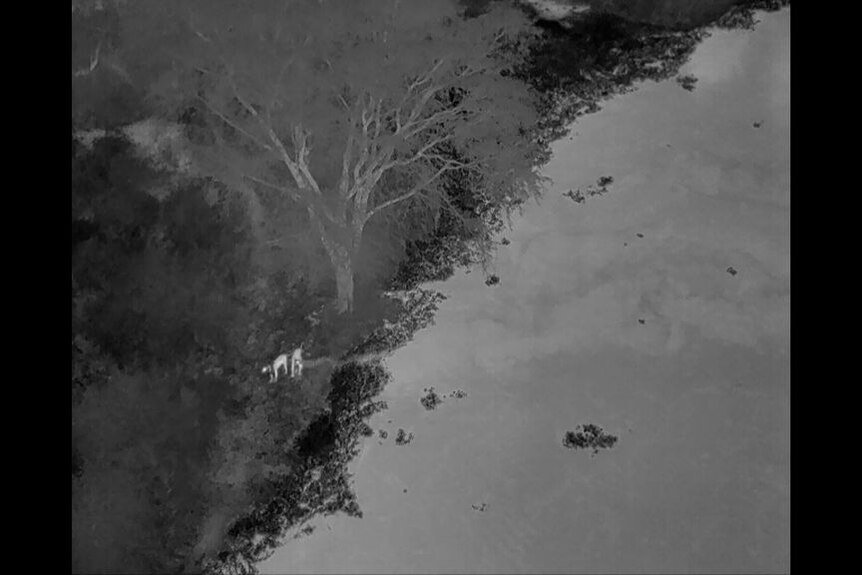 Thermal aerial vision of two lions on a river bank.