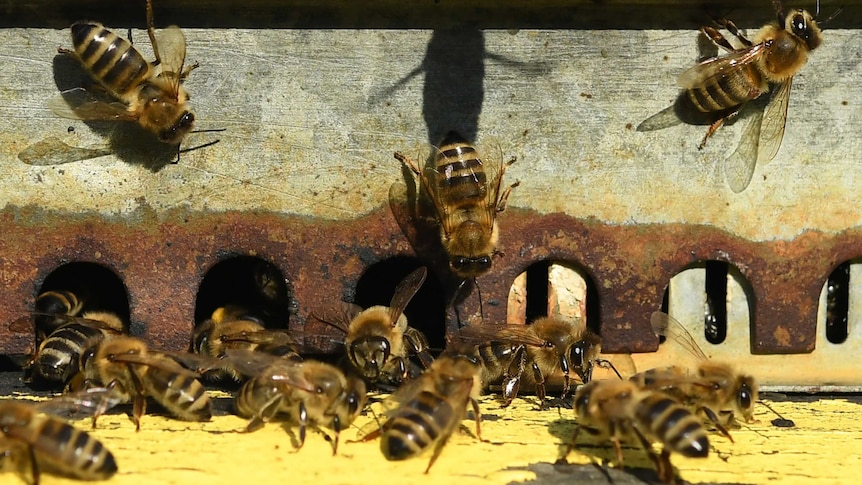 Honey bees near hive