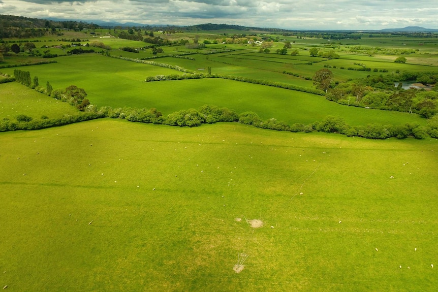 Aerial shot of Hawthorn Hedges dividing paddocks on a property in Tasmania.