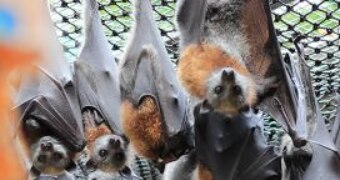 Bats hang upside down in a wildlife sanctuary with a rope in the foreground.