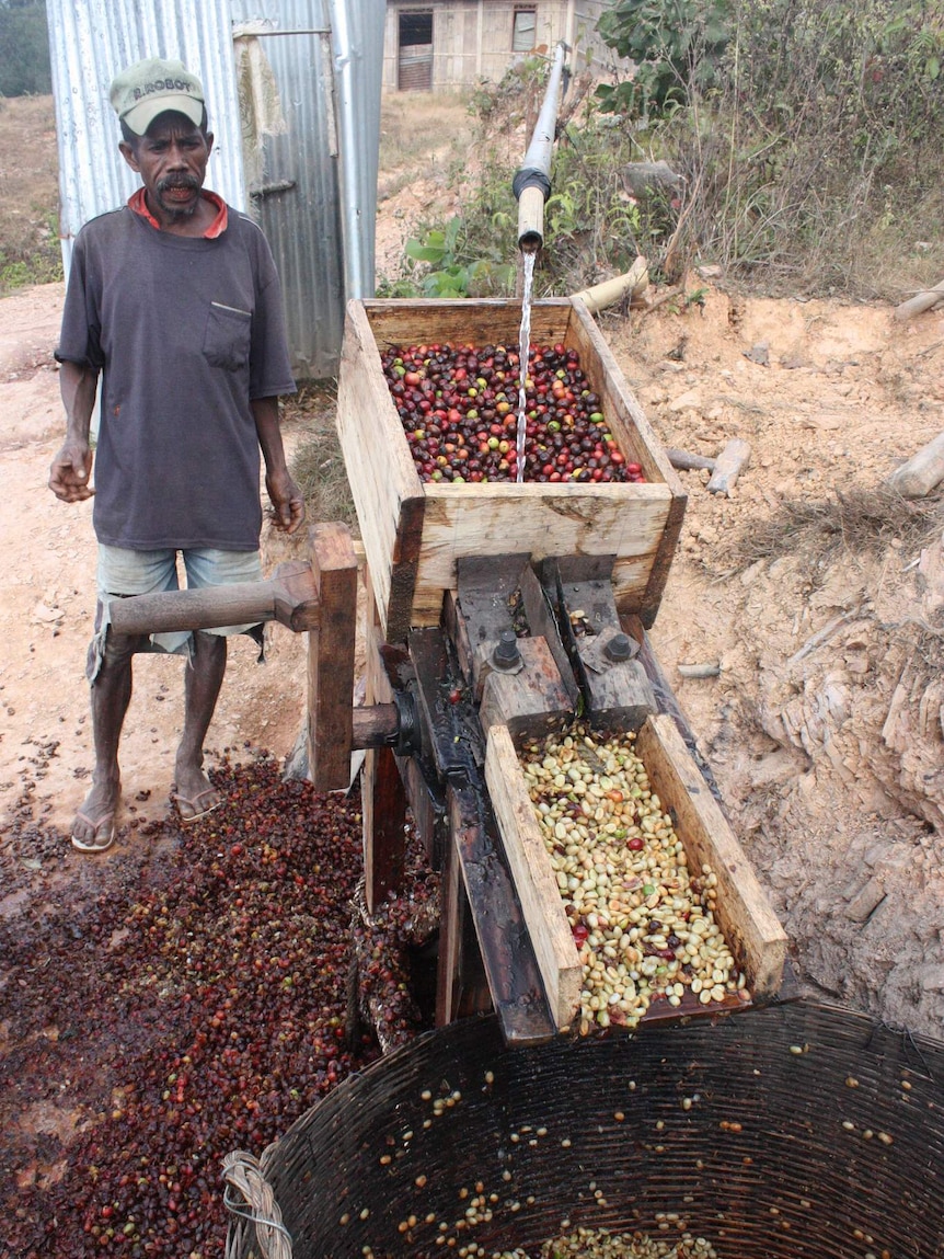 Coffee being processed in East Timor