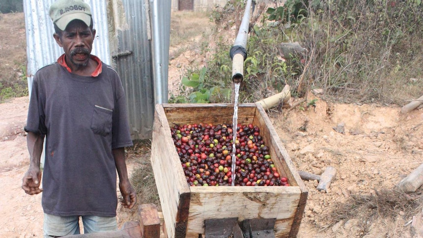 Coffee being processed in East Timor