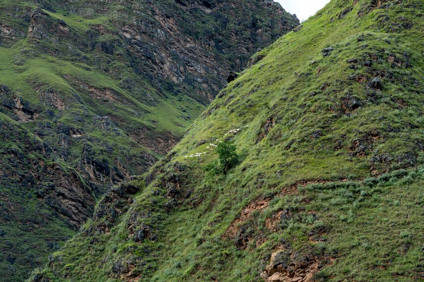 Sheep graze on a steep, green hillside.