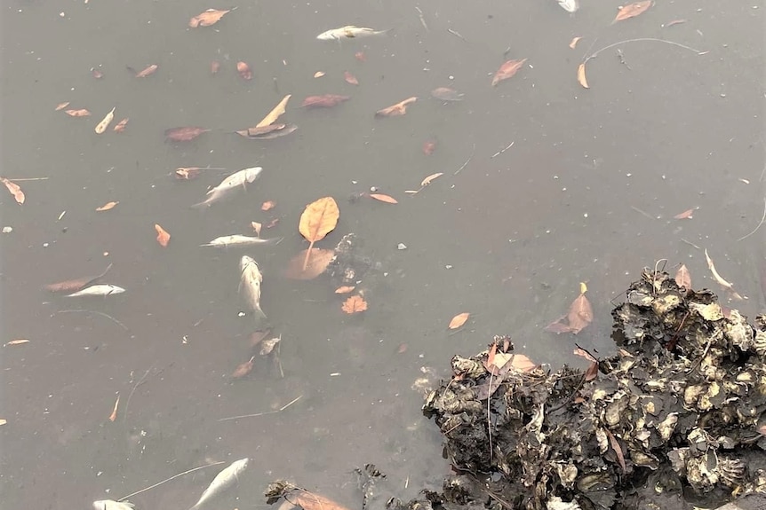 Several dead fish floating in muddy water surrounded by leaves.