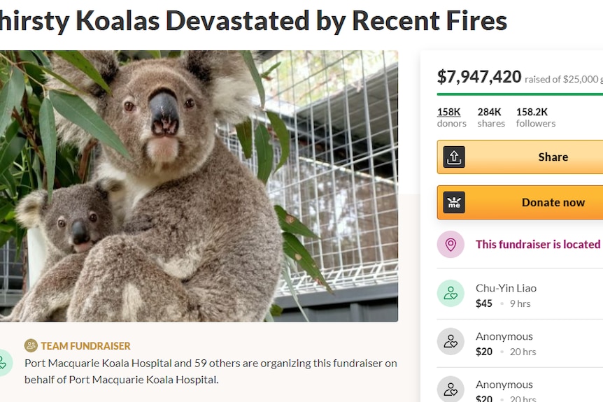 An image of a koala on the Port Macquarie Koala Hospital Go-Fund Me campaign.