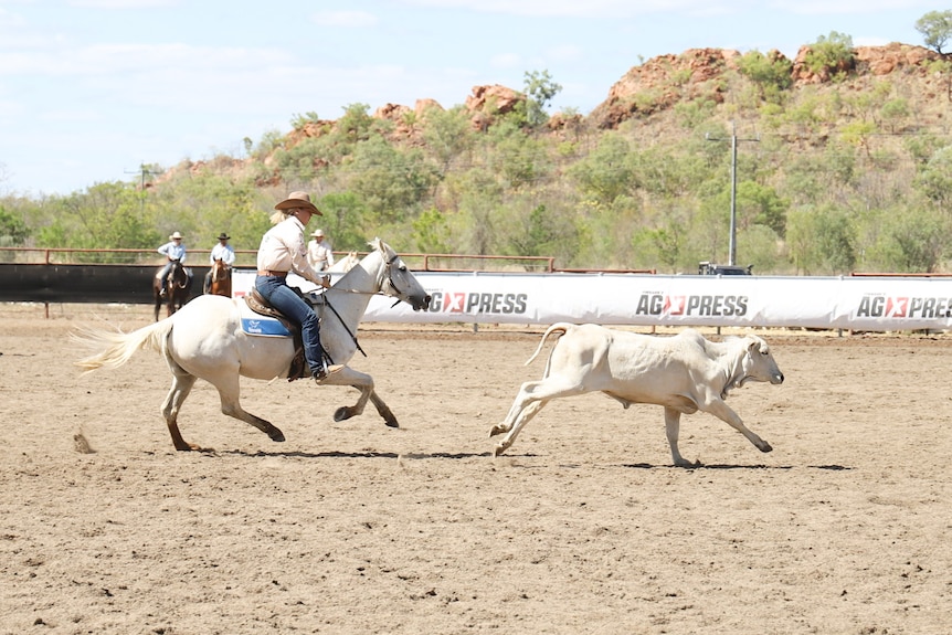 A woman rides a horse in pursuit of a cow in a ring.