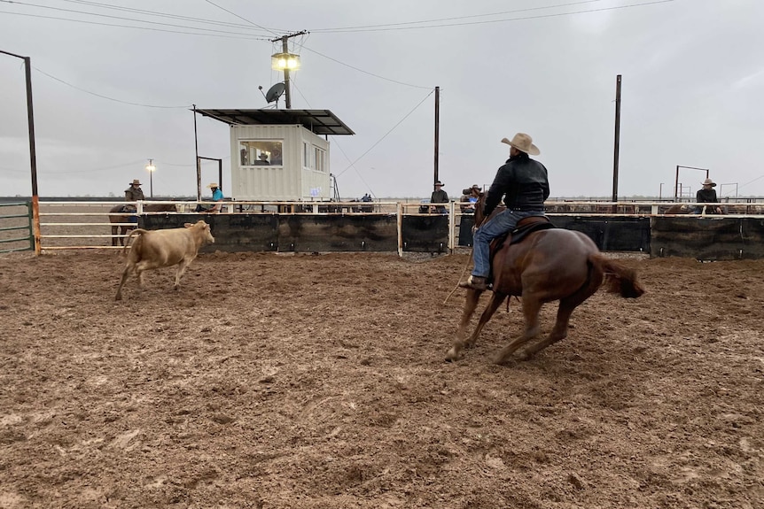 a man on a campdraft in muddy conditions.