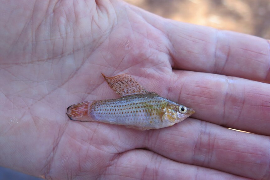 A white and orange aquarium fish with a large orange and white sail fits in the palm of a large human hand.