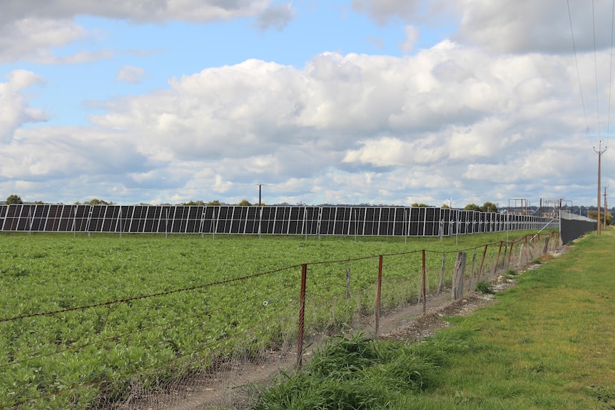 A field in the front with rows of solar panels stretching out behind