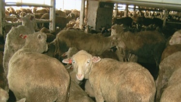 Sheep inside a live export ship.