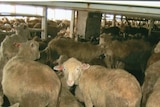 Sheep inside a live export ship.