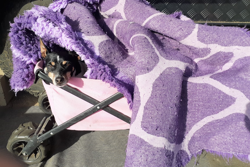 A little black and white dog resting in a trolley with a blanket wrapped around him