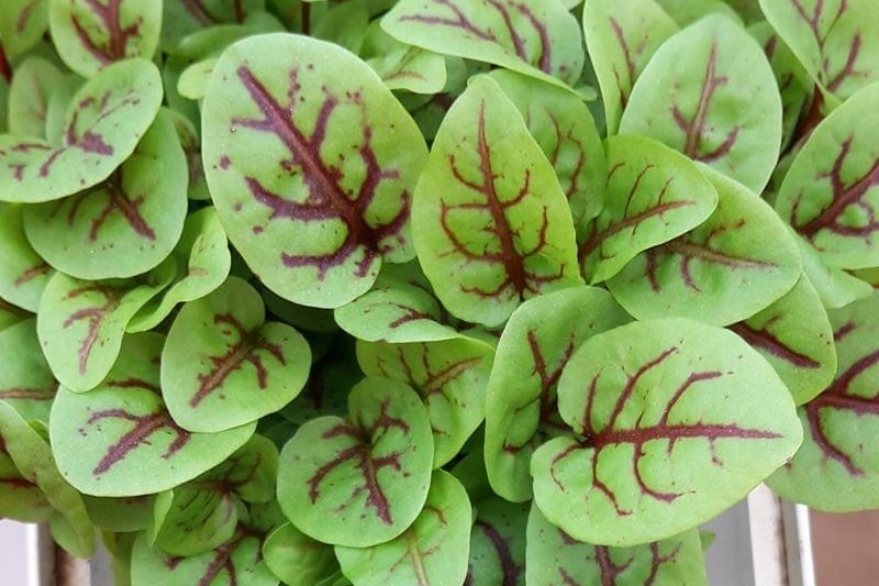 A bunch of green micro herbs used for garnish on meals.