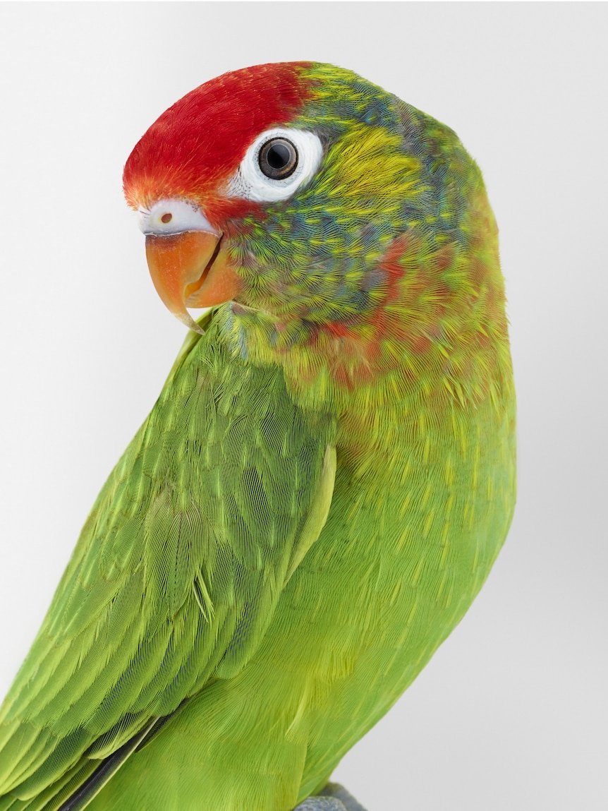 Paolo, the Varied lorikeet, in Leila Jeffreys' book Birdland.