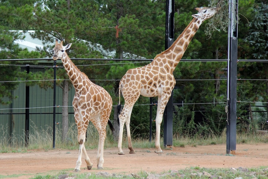 Young giraffe and mother giraffe in zoo enclosure.