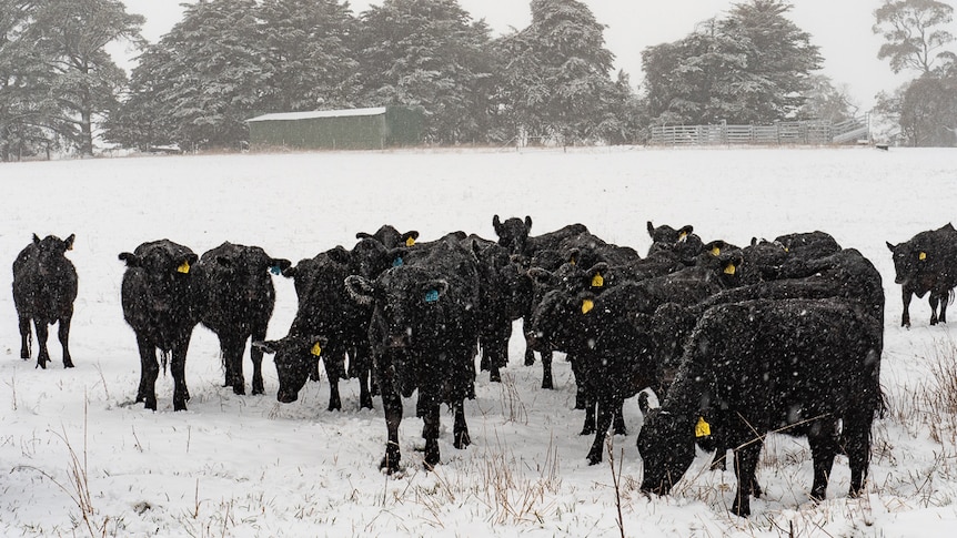 Cows on in Orange graze in the snow