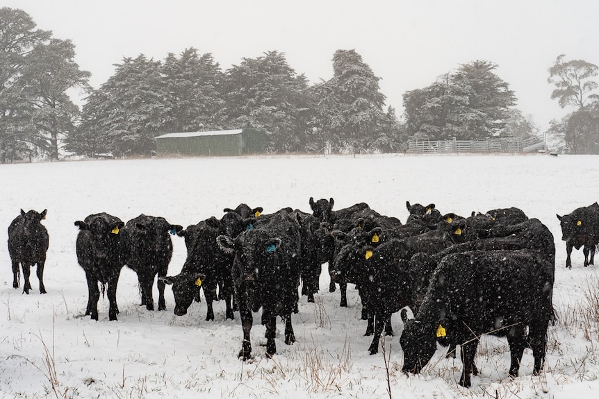 Cows on in Orange graze in the snow