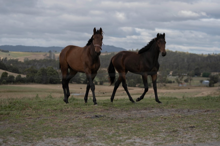Horses in a paddock.