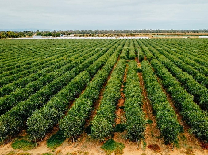 High-density olive grove