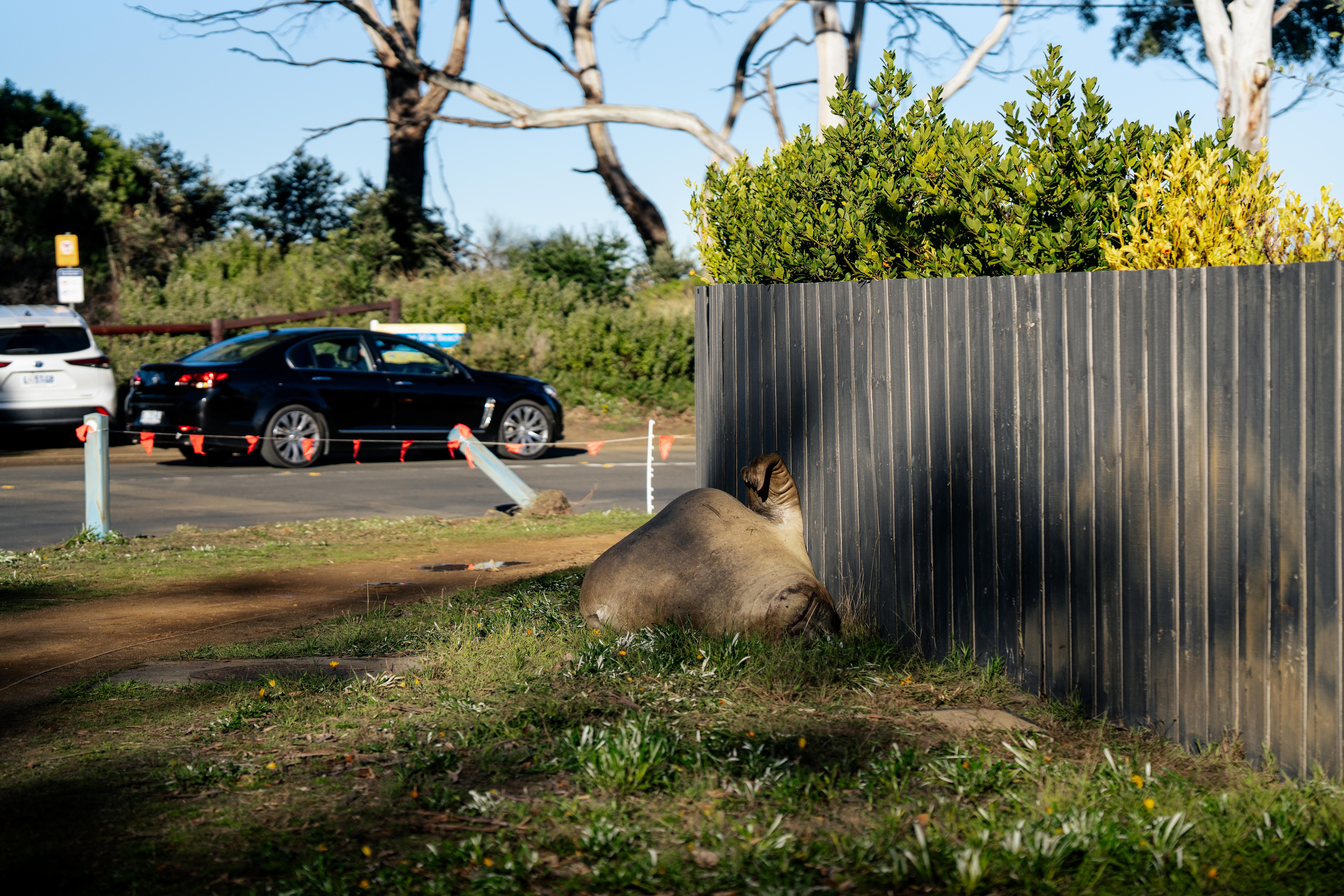 Neil the Seal, a juvenile elephant seal seen by a roadside in a suburban seaside neighbourhood.