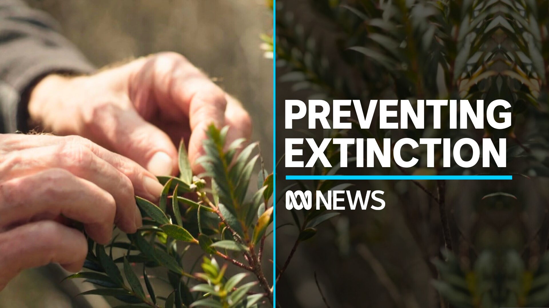 Mongarlowe Mallee tree is being bred in southern NSW to save it from ...