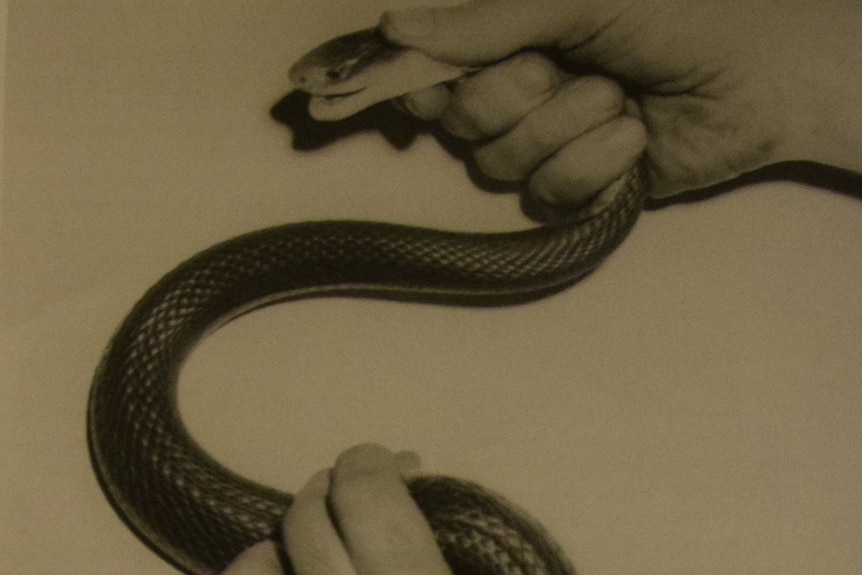 A black and white photo of a snake being held behind the head