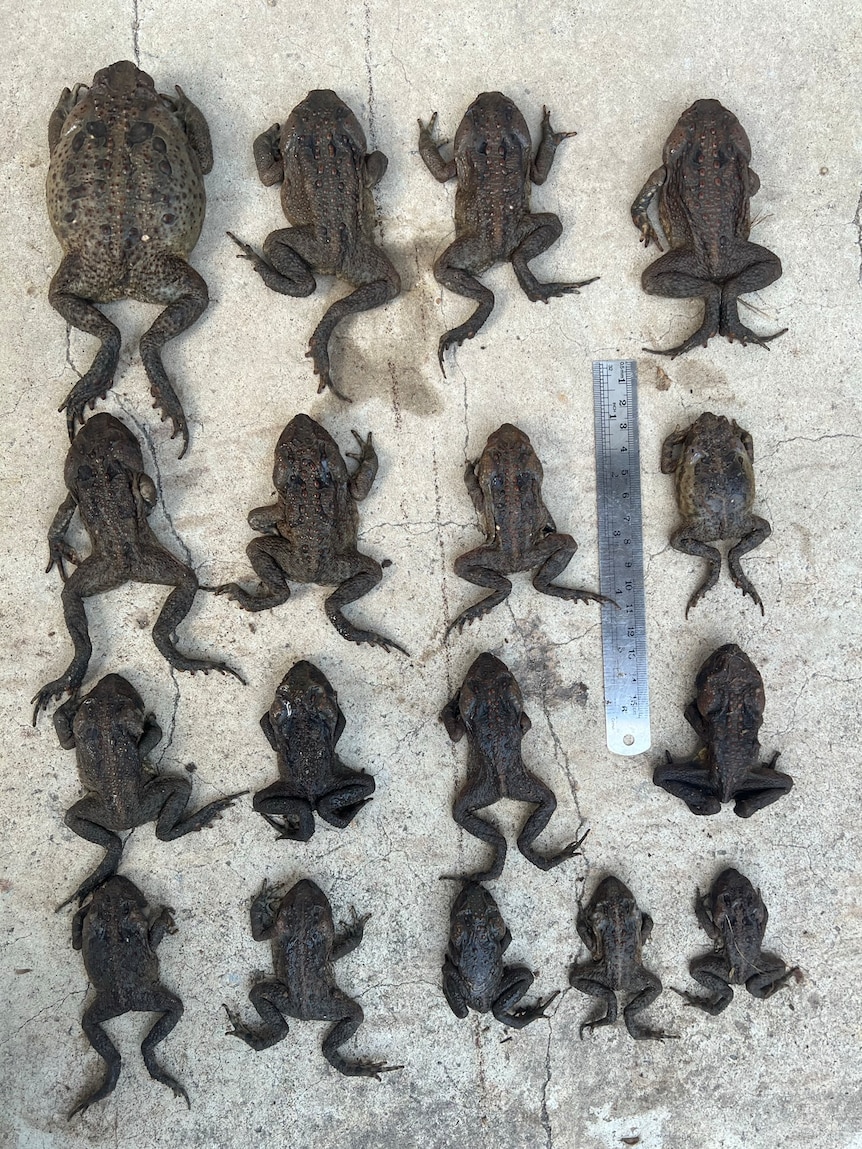 Top-view of 17 deceased cane toads lined up in order of size