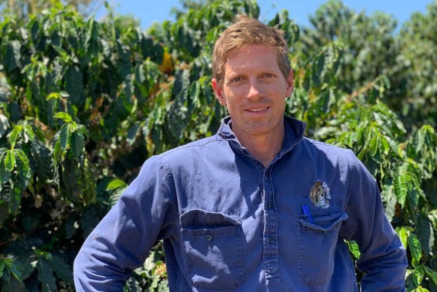 A man in a blue shirt stands in a coffee plantation in front of papaya trees.