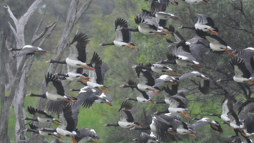 Flying geese.