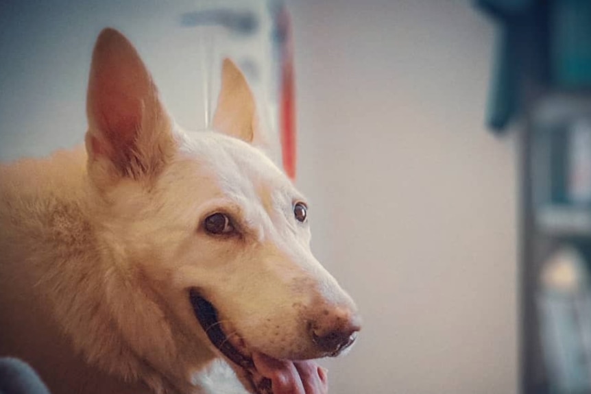 A white German Shepherd pants with her tongue out in front of a wall with a bookshelf.