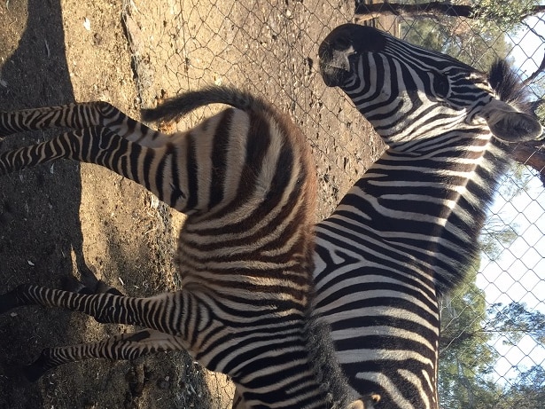 The zebra foal standing under the legs of its mum at the Dalby Zoo.