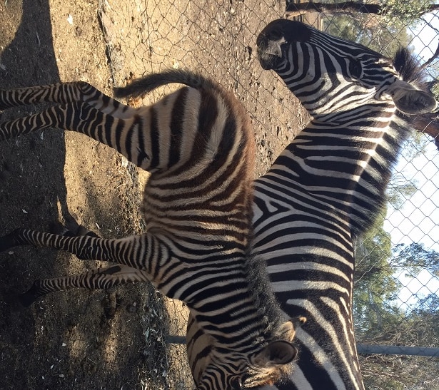 The zebra foal standing under the legs of its mum at the Dalby Zoo.