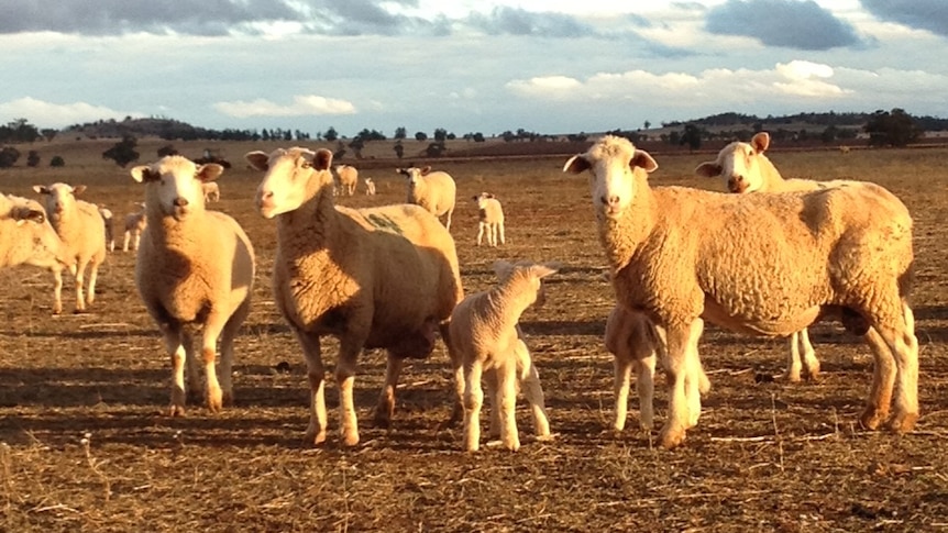 Ewe and lamb