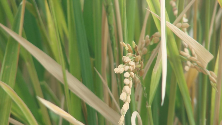 Rice growing in the UNE greenhouse