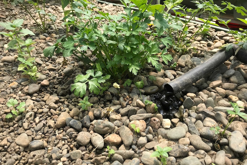 Vegetables growing in river pebbles, with a black poly pipe on the right.