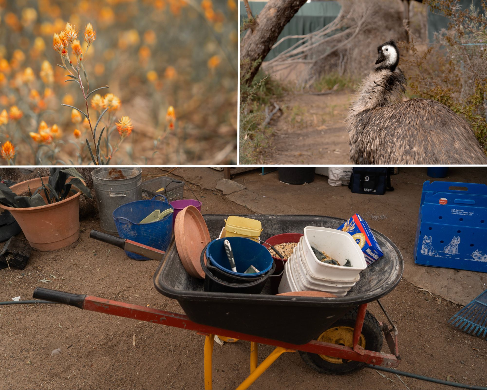 Wildflowers, emus, wheelbarrows full of food.