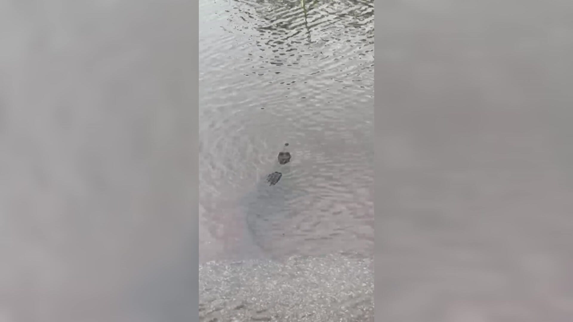 A small crocodile is lurking in shallow waters over a roadway.