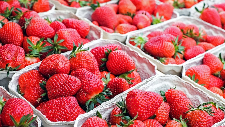 Cardboard punnets of strawberries.