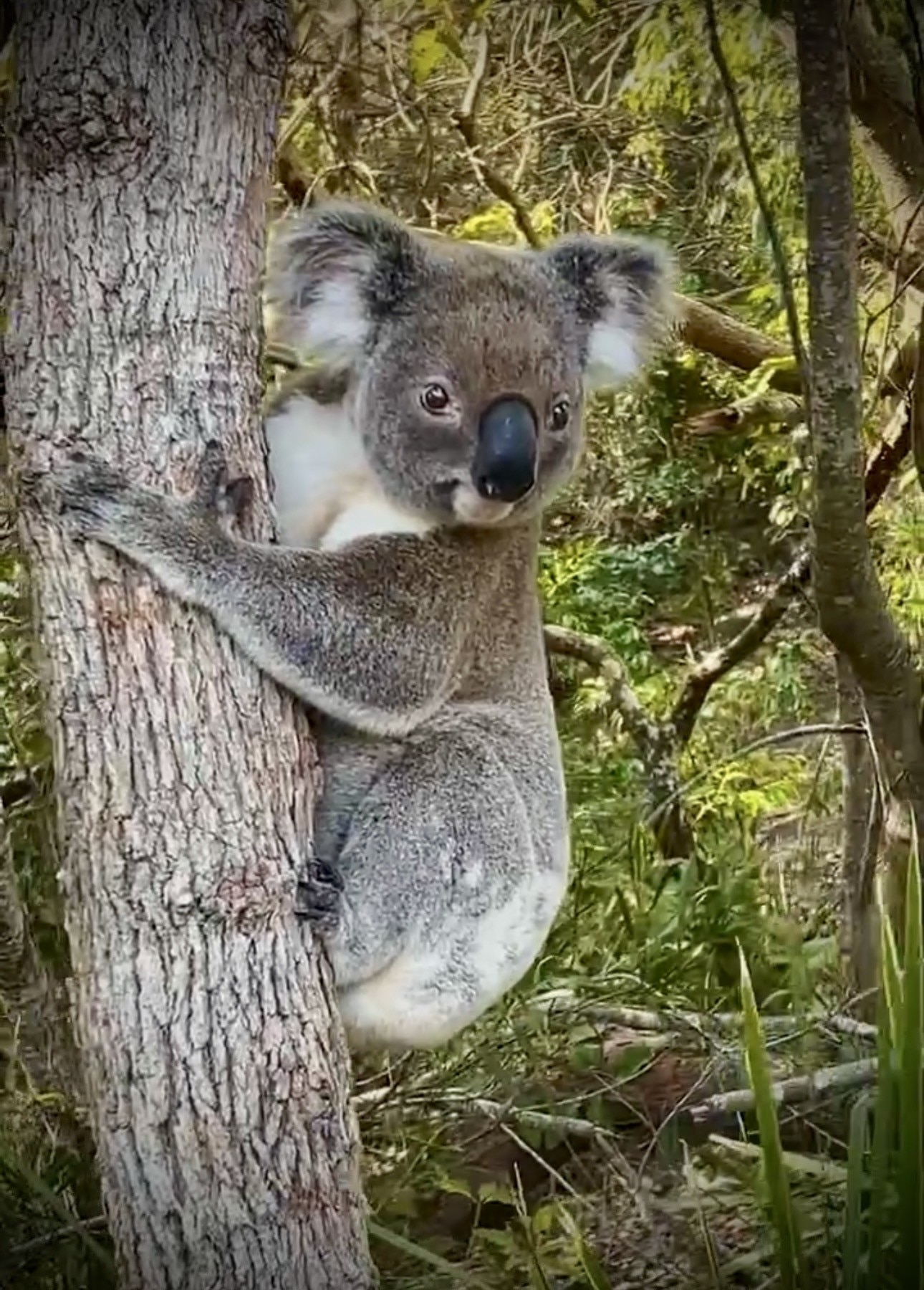 Koala stalking causes stress for koalas in Byron Bay
