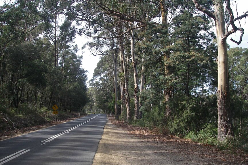 Trees along Tasman Highway