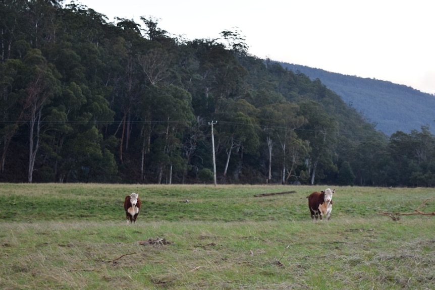 Hereford cattle that were washed away when the Mersey River flooded and ended up on a neighbour's farm.