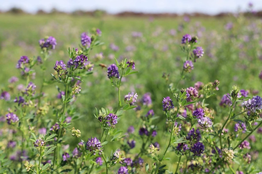 Close up of purple flowers on a green crop